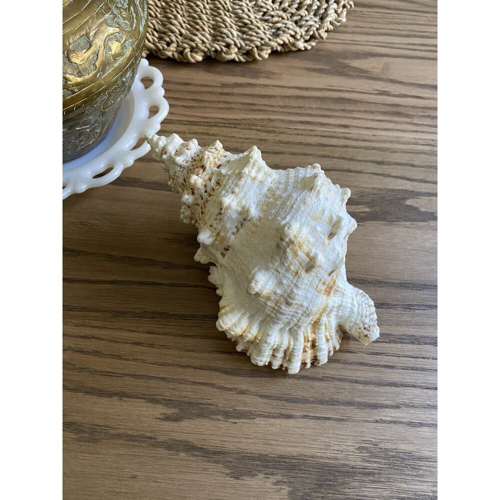 Vintage Shell Frog Shell 9” Seashell Nautical Home Decor Genuine Shell